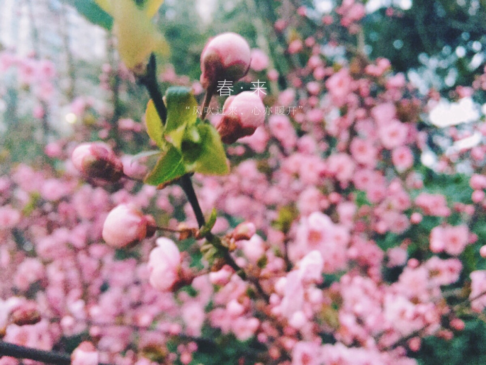 花骨朵