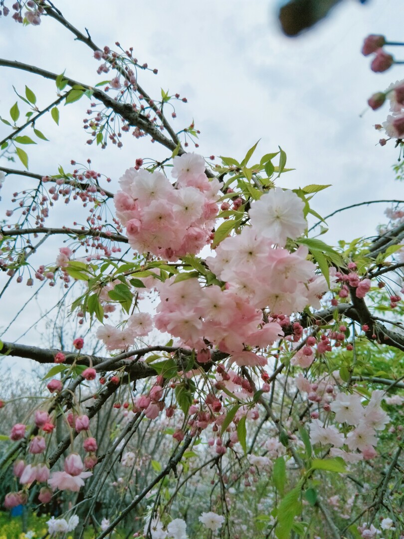 樱花