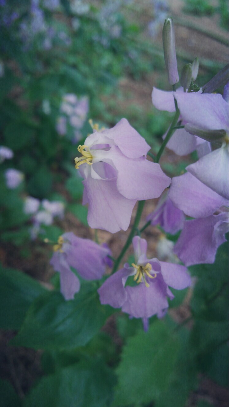 野花