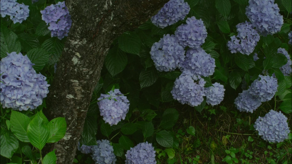 《小森林：夏春篇》