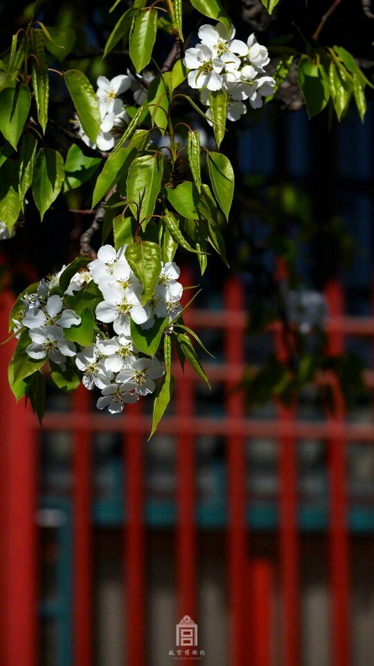 【大菇凉】【繁花宫墙 夏炽秋凉】故宫  宫墙 繁花