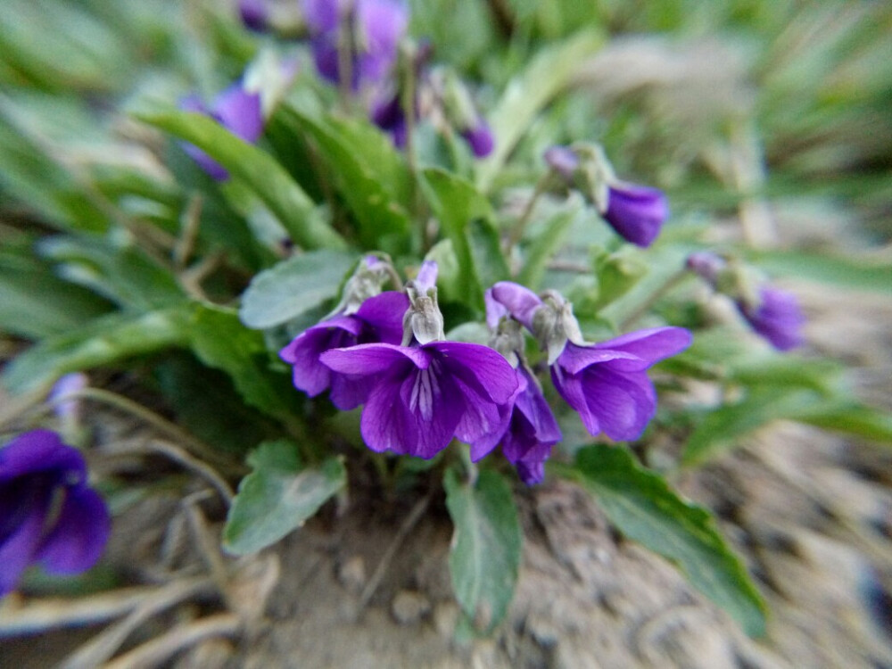 路边的野花可以采