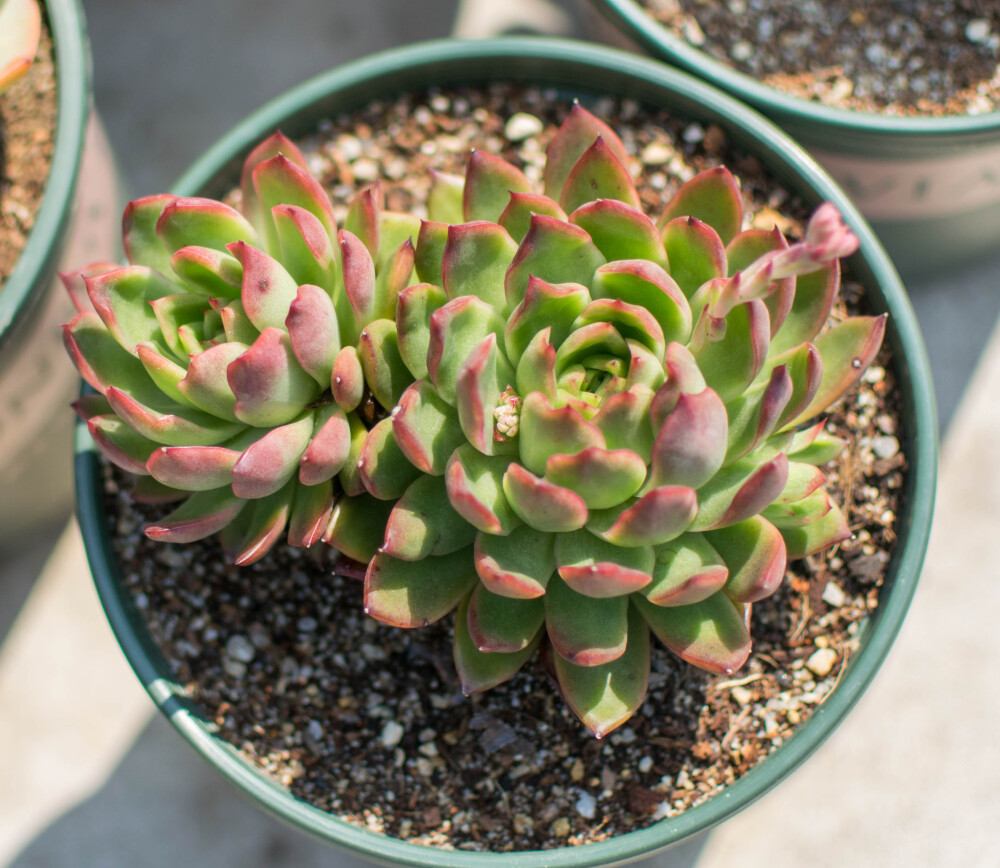 圣诞冬云!种了快五个月了吧?把它种成超级大的老桩