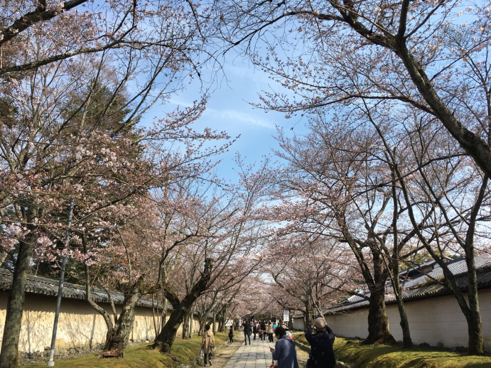 醍醐寺桜祭り