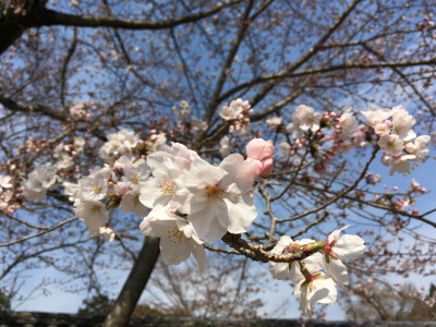 醍醐寺桜祭り