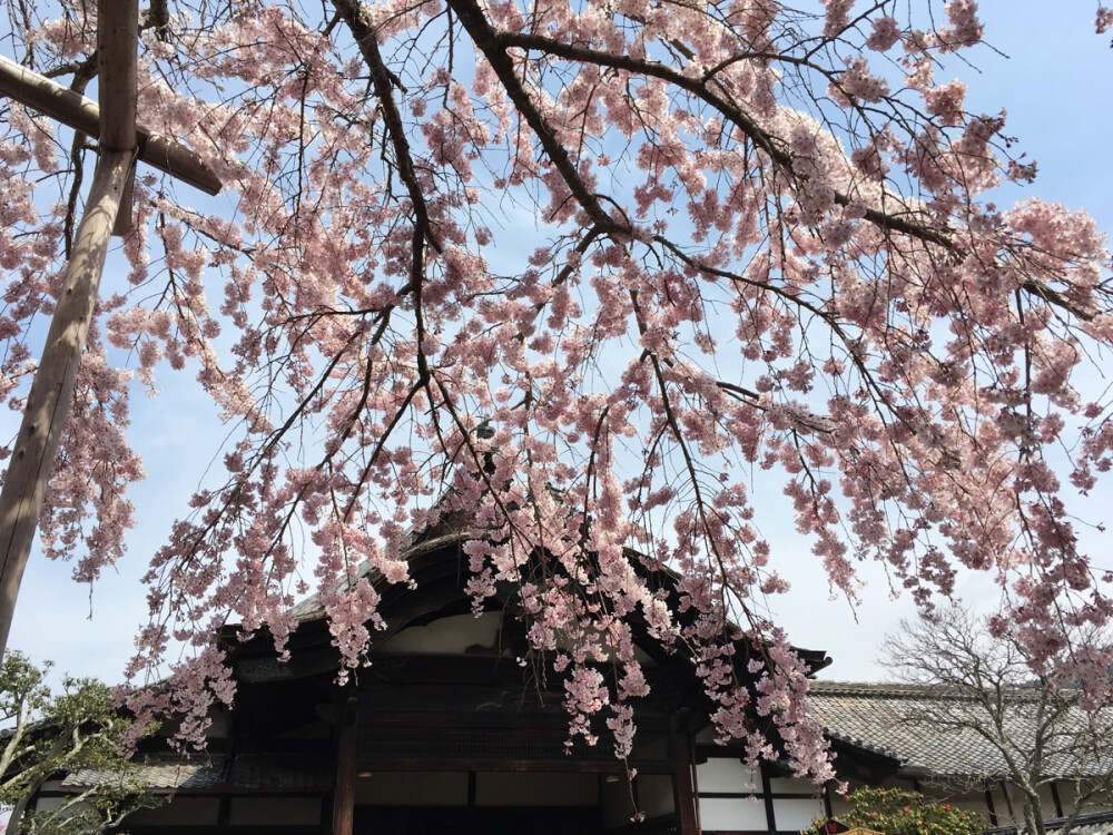 醍醐寺桜祭り