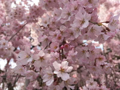 醍醐寺桜祭り