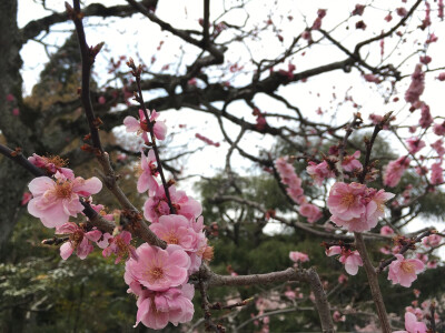 醍醐寺桜祭り