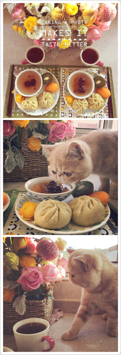 早餐 粉丝肉包 炖桃胶 山楂糖水 水果 萌宠 猫咪