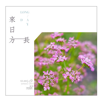 【 四 月 物 语 丨 芫 荽 】芫荽，别名香菜。偶然在姑妈家的菜园里瞧见的，从来不知道香菜的花儿居然长得这么美。颇让我惊艳。诚如某篇文中所写的“细白的小碎花，满天星似的。隔着清风看过去，叶疏花细，很像蓝印花…