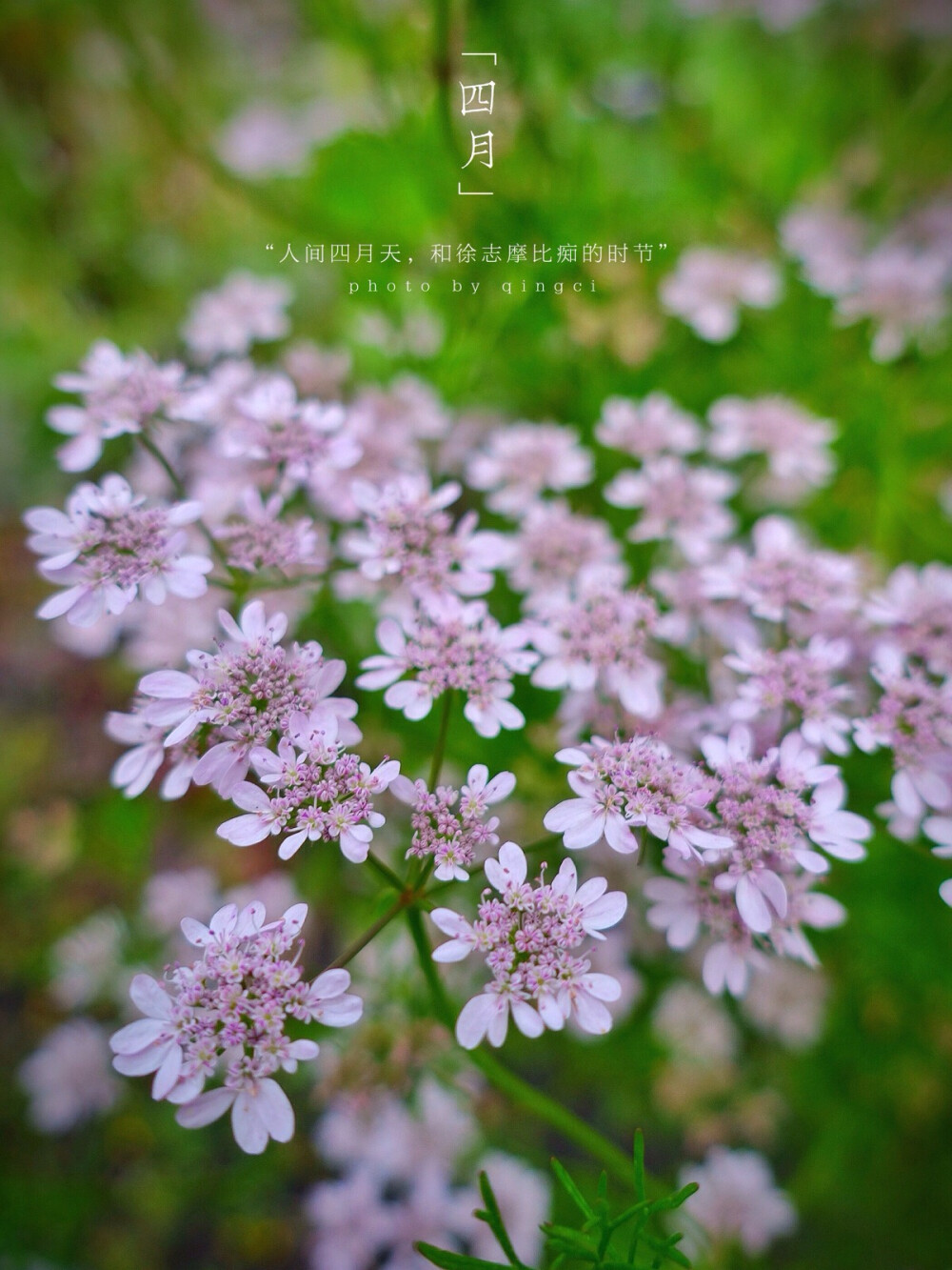 【 四 月 物 语 丨 芫 荽 】芫荽，别名香菜。偶然在姑妈家的菜园里瞧见的，从来不知道香菜的花儿居然长得这么美。颇让我惊艳。诚如某篇文中所写的“细白的小碎花，满天星似的。隔着清风看过去，叶疏花细，很像蓝印花布上息着的那一朵朵。花中生花，五朵环抱，精巧秀气，每一朵，都当得了古典美。”