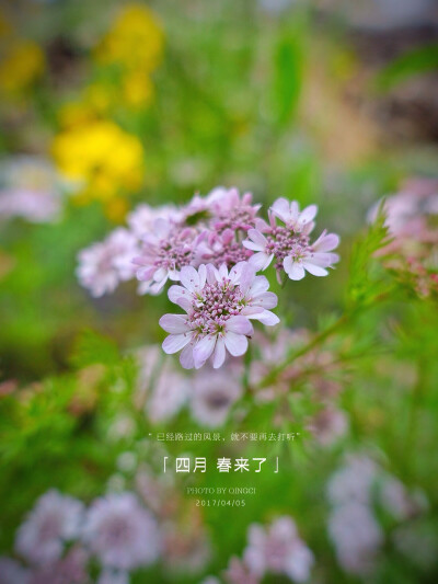 【 四 月 物 语 丨 芫 荽 】芫荽，别名香菜。偶然在姑妈家的菜园里瞧见的，从来不知道香菜的花儿居然长得这么美。颇让我惊艳。诚如某篇文中所写的“细白的小碎花，满天星似的。隔着清风看过去，叶疏花细，很像蓝印花…