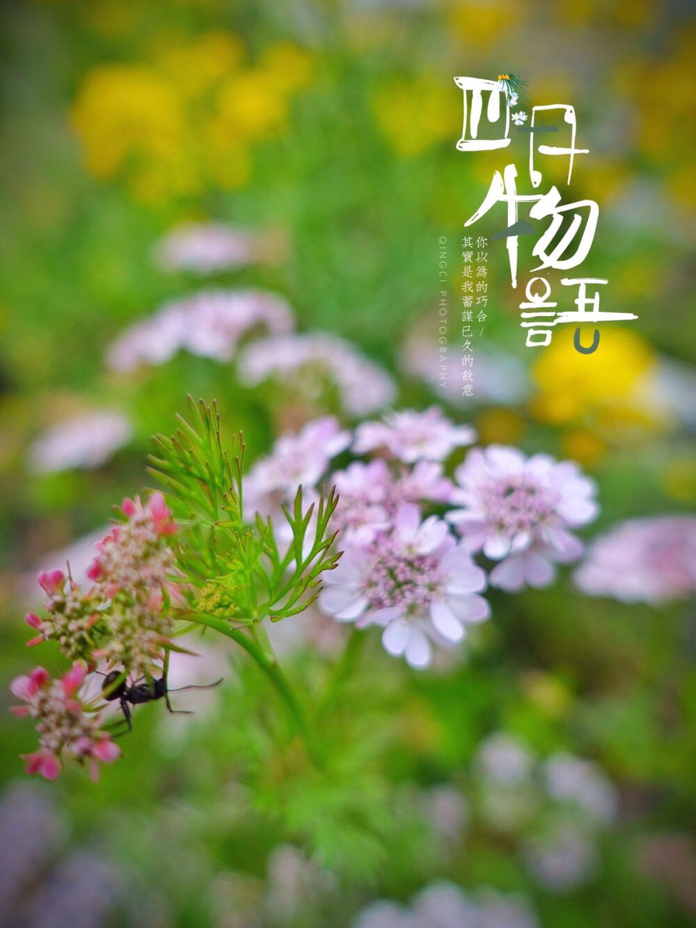 【 四 月 物 语 丨 芫 荽 】芫荽，别名香菜。偶然在姑妈家的菜园里瞧见的，从来不知道香菜的花儿居然长得这么美。颇让我惊艳。诚如某篇文中所写的“细白的小碎花，满天星似的。隔着清风看过去，叶疏花细，很像蓝印花布上息着的那一朵朵。花中生花，五朵环抱，精巧秀气，每一朵，都当得了古典美。”