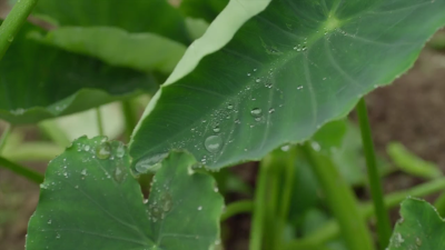 《小森林：夏春篇》