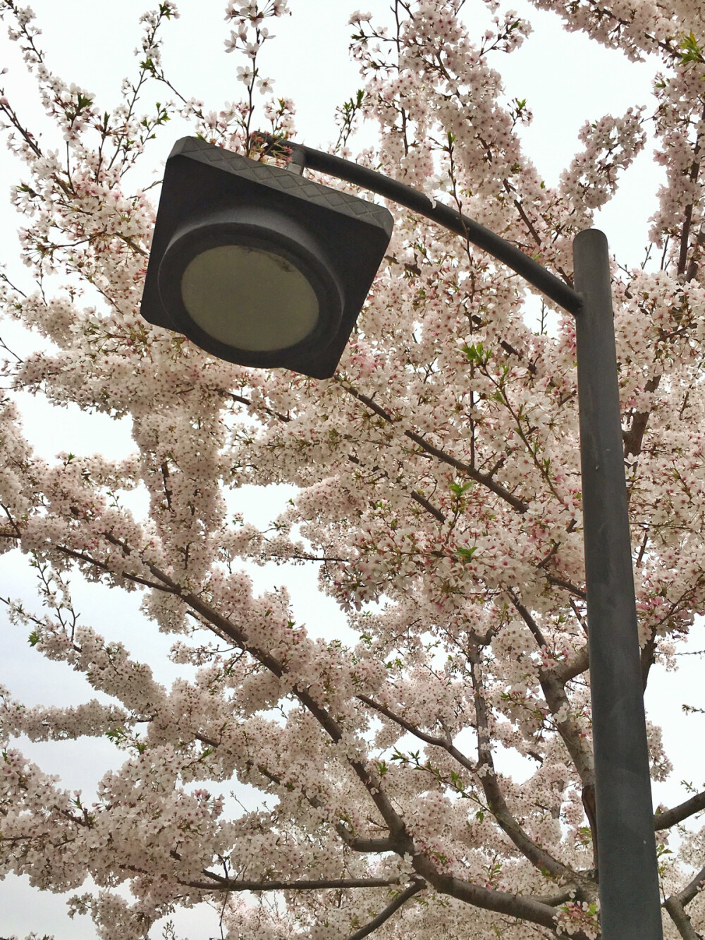 樱花雨飘飘