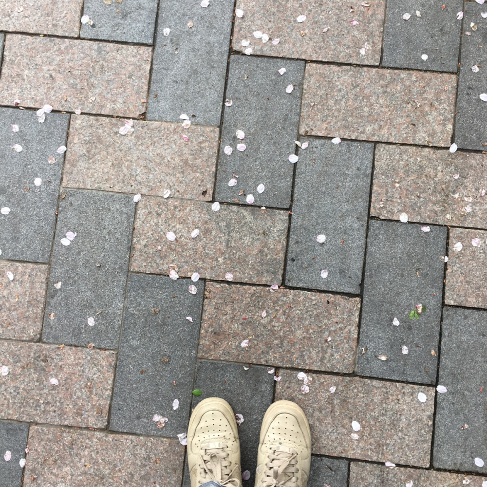 樱花雨飘飘