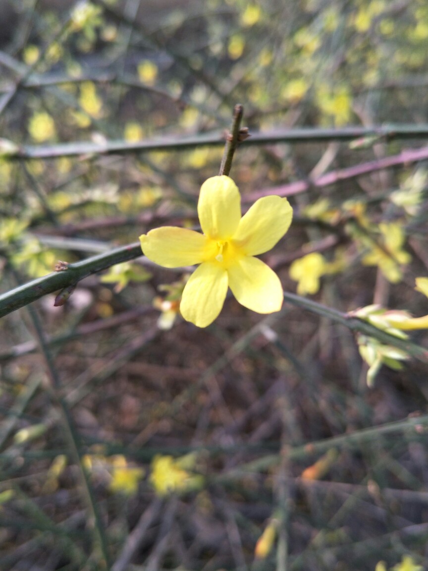 迎春花