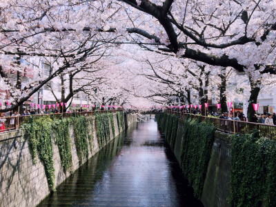 东京目黑川