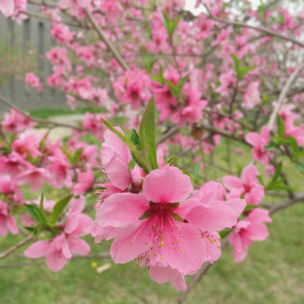 随手拍 手机摄影 vsco调色 桃花