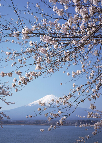 富士山 樱花 壁纸