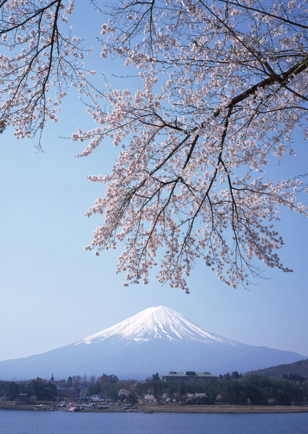 富士山 樱花 壁纸