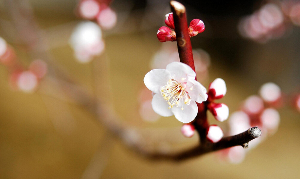 强者不是与生俱来的，
也不是没有软弱的时候，
他们之所以能够成为强者，
是因为善于战胜自己的软弱。