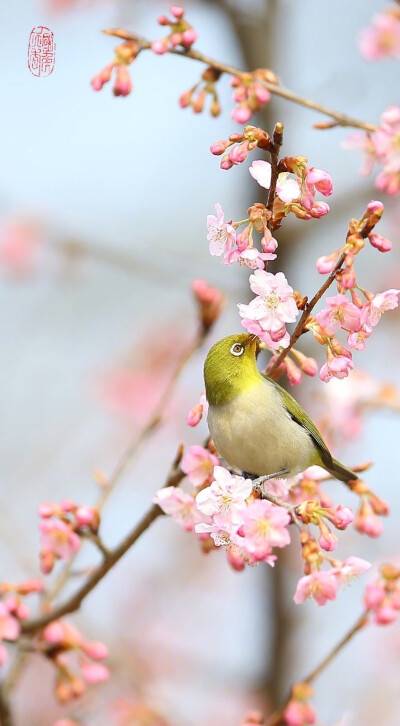 花中绣眉鸟