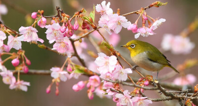 花间绣眉鸟
