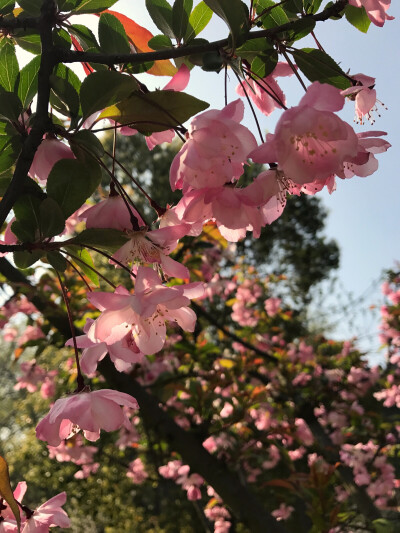 南京鸡鸣寺樱花，无滤镜