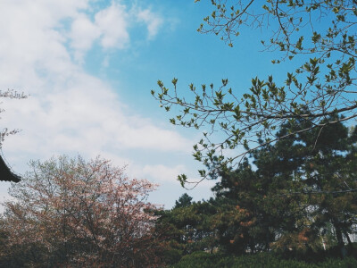 青龙寺 风景 壁纸 自制