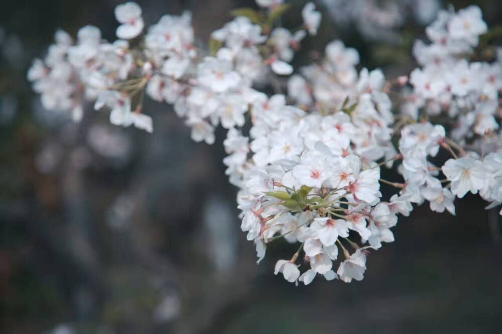 樱花