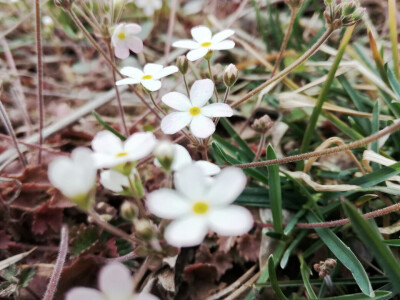 草地里的小花