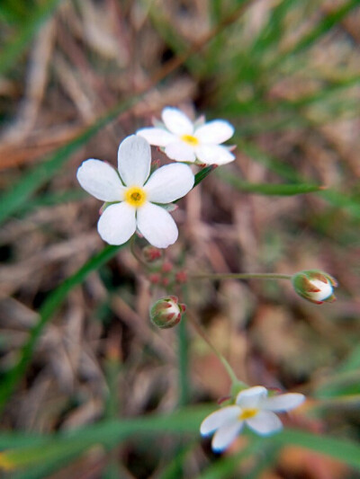 小白花