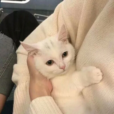 qq/微信/背景壁纸