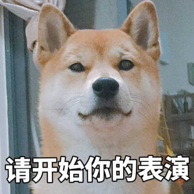 柴犬