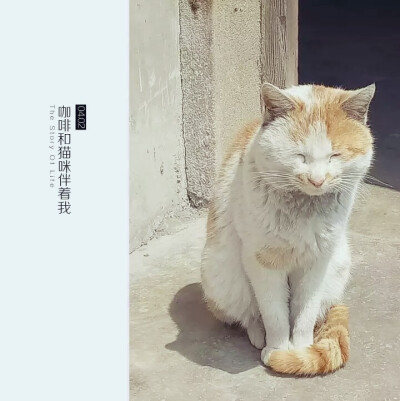 咖啡和猫咪伴着我
