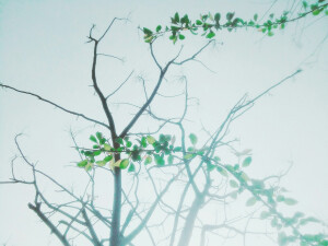 槲叶落山路，枳花明驿墙