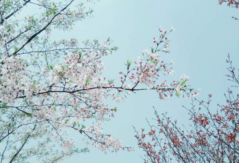 人の世のものとは见へぬ桜の花
人世皆攘攘
樱花默然转瞬逝
相对唯顷刻