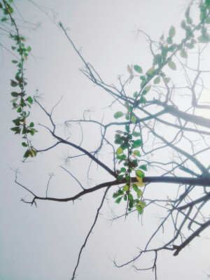 春风得意枝头曜，一夜春风绿枝头