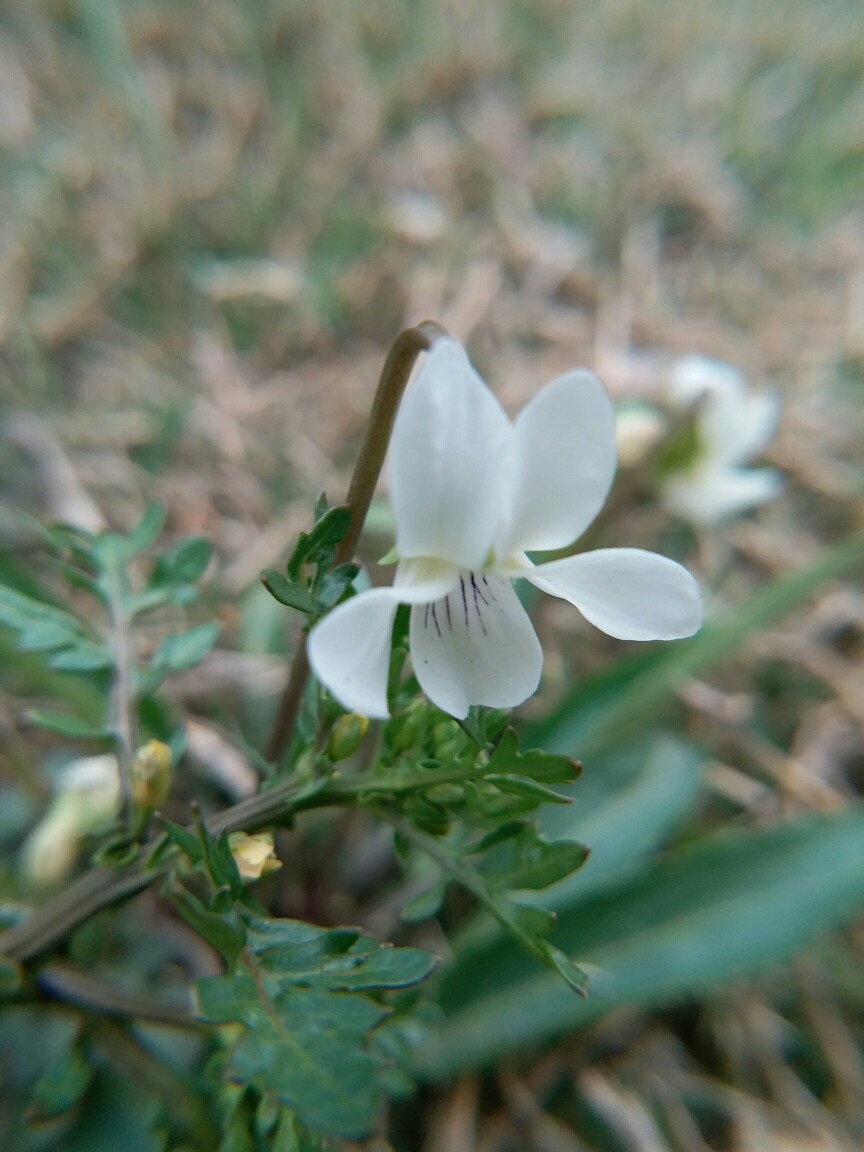 西山堇菜