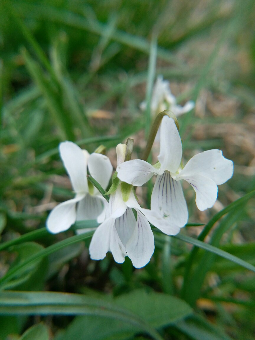 西山堇菜