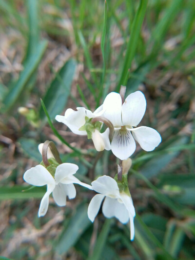 西山堇菜