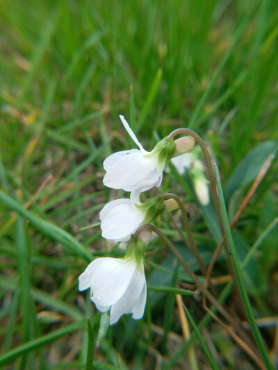 西山堇菜