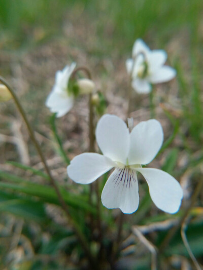 西山堇菜