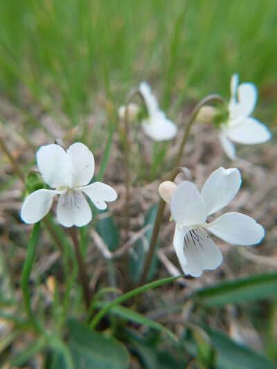 西山堇菜