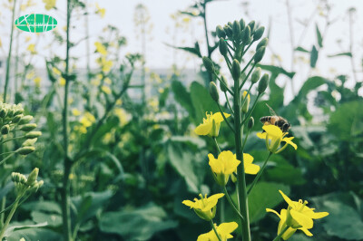 油菜花与蜜蜂 来自我的公众号 去你的花花世界 欢迎大家手动搜索添加 里面日更植物介绍 摄影 都是我自己拍的噢 还有一些阅读分享 谢过~