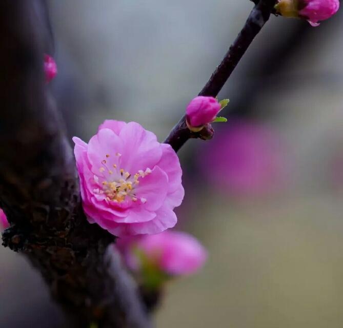 
榆叶梅:又名榆梅、小桃红、榆叶鸾枝。因其叶似榆，花如梅，故名“榆叶梅”。又因其变种枝短花密，满枝缀花，故又名“鸾枝”。 ​​​