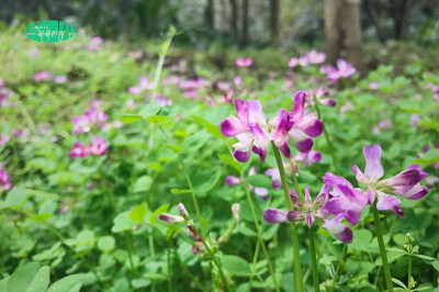 紫花苜蓿 