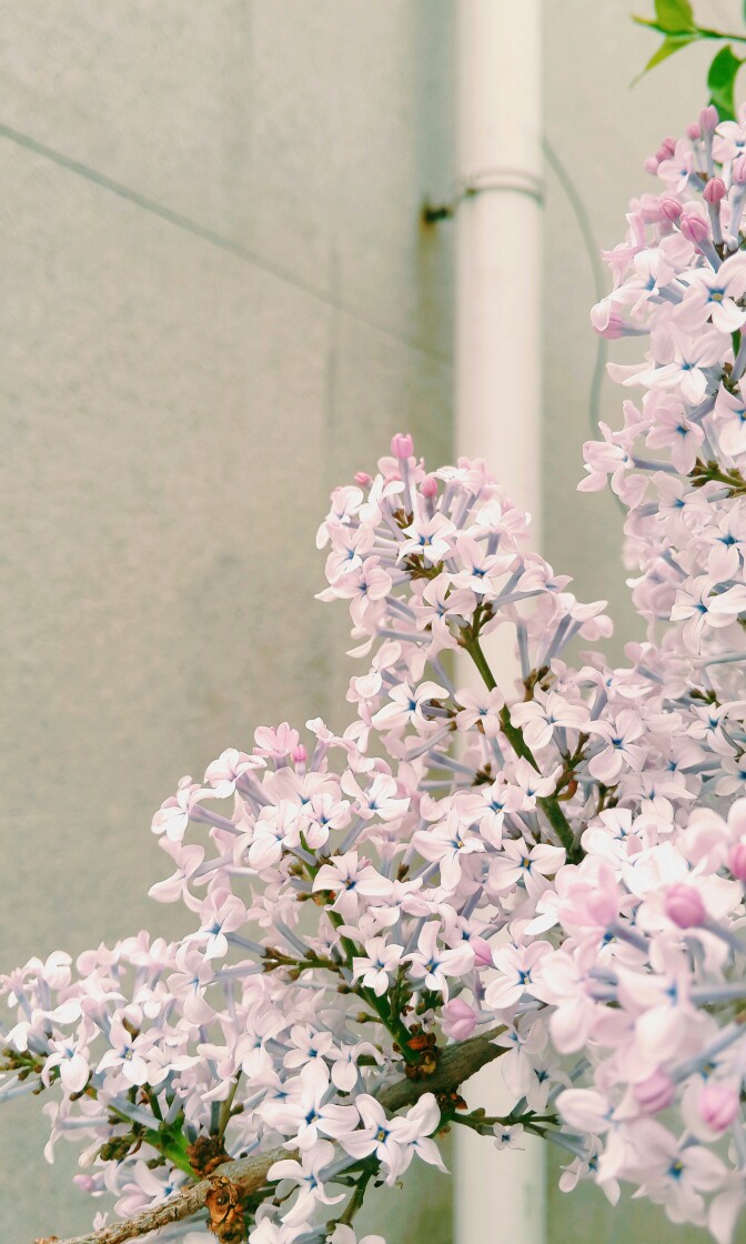 校園里的丁香花