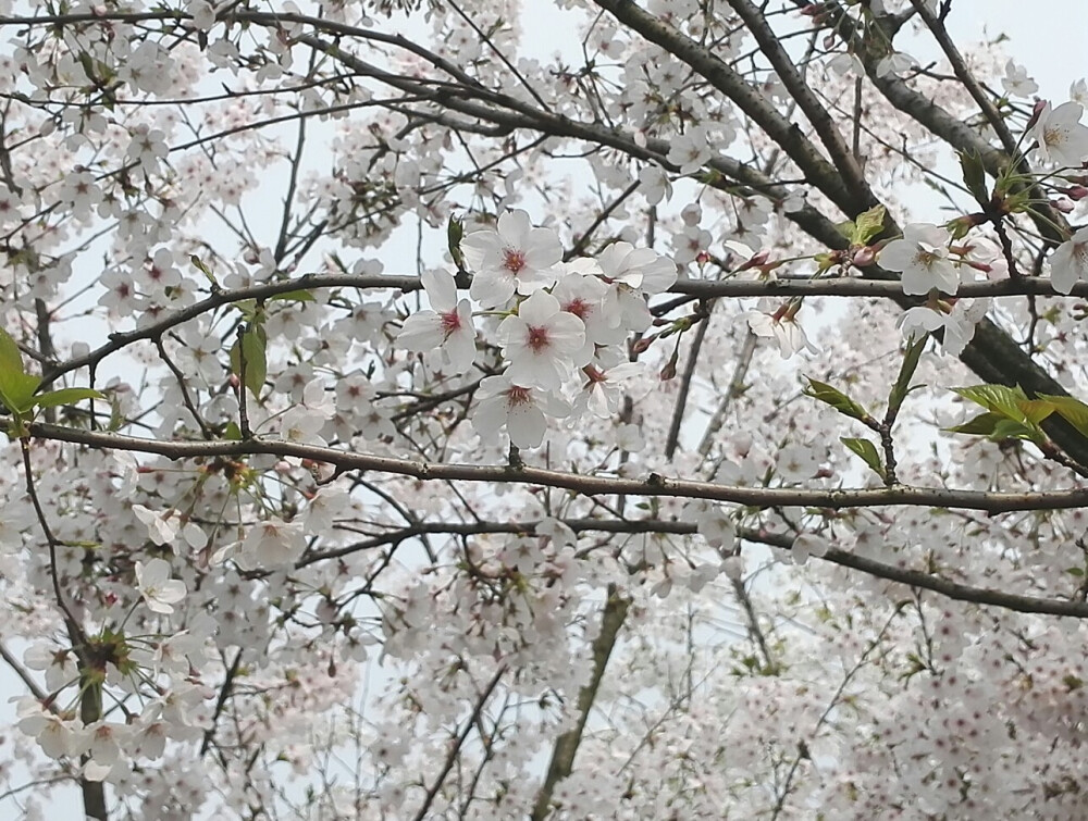 浙师大的樱花